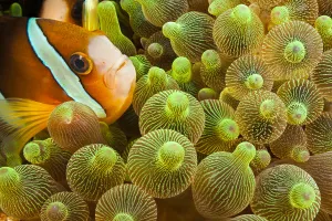 Clark's Anemonefish (Amphiprion Clarkii) In Sea Anemone (Entacmaea Quadricolor); Komodo, Indonesia Clark's Anemonefish (Amphiprion Clarkii) In Sea Anemone (Entacmaea Quadricolor); Komodo, Indonesia