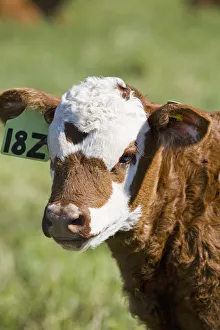 Close up of a baby calf's face in a field; Alberta canada Close up of a baby calf's face in a field; Alberta canada