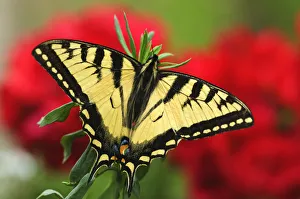 Close Up Of A Canadian Tiger Swallowtail Butterfly With Red Geraniam Flowers In Background Close Up Of A Canadian Tiger Swallowtail Butterfly With Red Geraniam Flowers In Background
