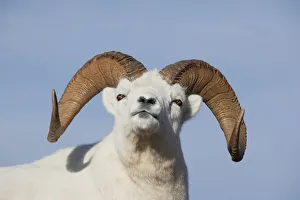 Close Up Of A Dall Sheep Ram In Denali National Park And Preserve, Interior Alaska, Autumn Close Up Of A Dall Sheep Ram In Denali National Park And Preserve, Interior Alaska, Autumn