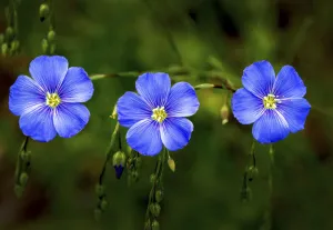 Close up of flax blossoms (Linum usitatissimum); Calgary, Alberta, Canada Close up of flax blossoms (Linum usitatissimum); Calgary, Alberta, Canada