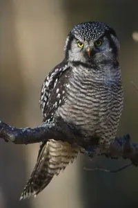 Close Up Of Hawk Owl Perched On A Branch Near Bird Creek Fall Southcentral Alaska Close Up Of Hawk Owl Perched On A Branch Near Bird Creek Fall Southcentral Alaska