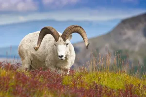 Close Up Of A Large Dall Sheep Ram Standing On Fall Tundra Near Savage River Valley Close Up Of A Large Dall Sheep Ram Standing On Fall Tundra Near Savage River Valley