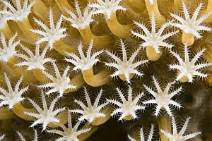Close up of Leather Coral Polyps (Sarcophyton Sp); Malaysia Close up of Leather Coral Polyps (Sarcophyton Sp); Malaysia