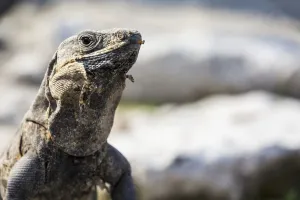 Close Up Of A Lizard; Tulum, Quintana Roo, Mexico Close Up Of A Lizard; Tulum, Quintana Roo, Mexico