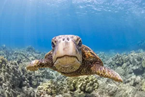 A close look at a Green sea turtle (Chelonia mydas) an endangered species; Hawaii, United States of America A close look at a Green sea turtle (Chelonia mydas) an endangered species; Hawaii, United States of America