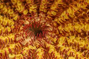 Close look in between the spines of the Crown-of-thorns starfish (Acanthaster planci); Hawaii, United States of America Close look in between the spines of the Crown-of-thorns starfish (Acanthaster planci); Hawaii, United States of America