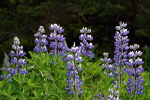 Close Up Of Lupine Wildflowers In Bloom Sc Ak Summer Close Up Of Lupine Wildflowers In Bloom Sc Ak Summer
