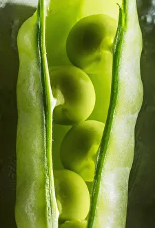 Close Up Of Peas In A Pea Pod; Calgary, Alberta, Canada Close Up Of Peas In A Pea Pod; Calgary, Alberta, Canada