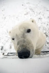Close Up Of A Polar Bears Face Looking Up, Sniffing And Curious About Photographer Close Up Of A Polar Bears Face Looking Up, Sniffing And Curious About Photographer