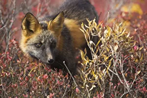 Close Up Portrait Of A Cross Fox Peering Through Blueberry And Willow Shrubs In Denali Close Up Portrait Of A Cross Fox Peering Through Blueberry And Willow Shrubs In Denali