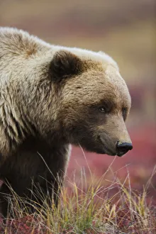Close Up Portrait Of A Smiling Grizzly Bear In Denali National Park, Interior Alaska Close Up Portrait Of A Smiling Grizzly Bear In Denali National Park, Interior Alaska
