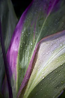 Close Up Of The Purple And Green Leaves Of A Tropical Plant Covered In Water Droplets Close Up Of The Purple And Green Leaves Of A Tropical Plant Covered In Water Droplets