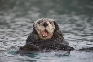 Close Up Of A Sea Otter Swimming On Back In Prince William Sound, Alaska, Southcentral Close Up Of A Sea Otter Swimming On Back In Prince William Sound, Alaska, Southcentral