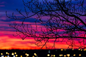 Close Up Of Silhouetted Tree Branches With Dramatically Colourful Clouds At Sunrise With Blurred City Lights; Calgary Close Up Of Silhouetted Tree Branches With Dramatically Colourful Clouds At Sunrise With Blurred City Lights; Calgary