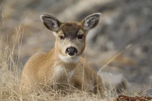 Close Up Of A Sitka Black-Tailed Doe Bedded Down During Winter On Kodiak Island Close Up Of A Sitka Black-Tailed Doe Bedded Down During Winter On Kodiak Island