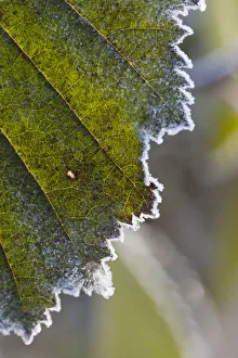 Close-Up Of An Alder Leaf With A Frosty Edge; Alaska, United States Of America Close-Up Of An Alder Leaf With A Frosty Edge; Alaska, United States Of America