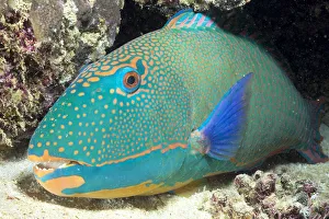 Close-Up Of Bicolor Parrotfish In Crevice On Ocean Floor, Mouth Open Slightly, (Cetoscarus Close-Up Of Bicolor Parrotfish In Crevice On Ocean Floor, Mouth Open Slightly, (Cetoscarus