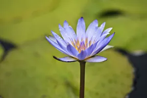 Close-Up Of Blue Water Lily; Winnipeg Manitoba Canada Close-Up Of Blue Water Lily; Winnipeg Manitoba Canada