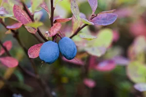 Close-Up Of Blueberries On A Lowbush Blueberry Plant (Vaccinium Angustifolium); Alaska, United States Of America Close-Up Of Blueberries On A Lowbush Blueberry Plant (Vaccinium Angustifolium); Alaska, United States Of America