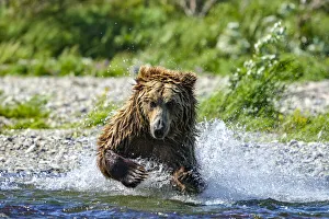Close-up of a brown bear (Ursus arctos horribilis) pouncing in the water fishing for salmon Close-up of a brown bear (Ursus arctos horribilis) pouncing in the water fishing for salmon