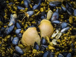 Close-up of clam shells ad blue mussels (Mytilus edulis) exposed at low tide in Geographic Harbor Close-up of clam shells ad blue mussels (Mytilus edulis) exposed at low tide in Geographic Harbor