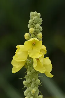 Close-up of Common Mullein (Verbascum thapsus), Neumarkt, Upper Palatinate, Bavaria, Germany Close-up of Common Mullein (Verbascum thapsus), Neumarkt, Upper Palatinate, Bavaria, Germany