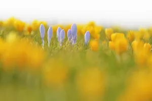 Close-up of crocus in early Spring, Schwerin, Western Pomerania, Mecklenburg-Vorpommern, Germany Close-up of crocus in early Spring, Schwerin, Western Pomerania, Mecklenburg-Vorpommern, Germany