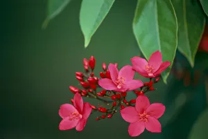 Close-Up Of Deep Dark Pink Blossoms On Tree, Leaves A23F Close-Up Of Deep Dark Pink Blossoms On Tree, Leaves A23F