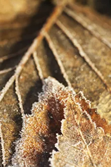 Close-Up Detail Of A Frost Covered Leaf; Alaska, United States Of America Close-Up Detail Of A Frost Covered Leaf; Alaska, United States Of America