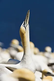 Close-Up Of Gannet, Parc National De Liile-Bonaventure-Et-Du Rocher-Perce, Gaspesie, Quebec Close-Up Of Gannet, Parc National De Liile-Bonaventure-Et-Du Rocher-Perce, Gaspesie, Quebec