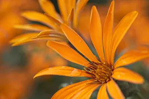 Close-Up, Metusia Naranja Flower. Patagonia Argentina Close-Up, Metusia Naranja Flower. Patagonia Argentina