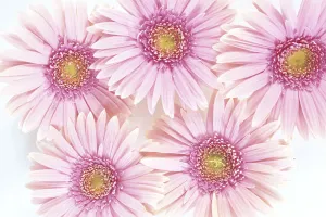 Close-Up Of Pink Daisies Set Together On White Background Studio Shot Close-Up Of Pink Daisies Set Together On White Background Studio Shot