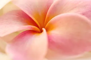 Close-Up Detail Of Pink And Orange Plumeria (Frangipani) Flower Close-Up Detail Of Pink And Orange Plumeria (Frangipani) Flower