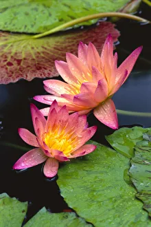 Close-Up Of Two Pink Water Lily Flowers, Lily Pads Close-Up Of Two Pink Water Lily Flowers, Lily Pads