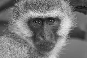 Close-up portrait of a vervet monkey (Chlorocebus pygerythrus) looking at the camera at Klein's Camp; Serengeti Close-up portrait of a vervet monkey (Chlorocebus pygerythrus) looking at the camera at Klein's Camp; Serengeti