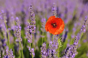 Close-up of Red Poppy in Lavender Field, Valensole Plateau, Alpes-de-Haute-Provence, Provence, France Close-up of Red Poppy in Lavender Field, Valensole Plateau, Alpes-de-Haute-Provence, Provence, France