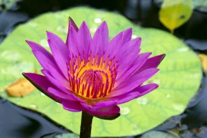 Close-Up Of Single Bright Pink Water Lily With Yellow Center, Lily Pad In Background Close-Up Of Single Bright Pink Water Lily With Yellow Center, Lily Pad In Background