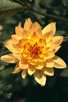 Images Dated 6th February 1999: Close-Up Single Dahlia Flower On Plant, Orange Yellow With Red Center Tips