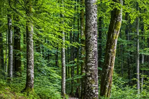 Close-up of trees in forest at the Plitvice Lakes National Park in Lika-Senj county in CroatiaPlitviAe Lakes National Close-up of trees in forest at the Plitvice Lakes National Park in Lika-Senj county in CroatiaPlitviAe Lakes National