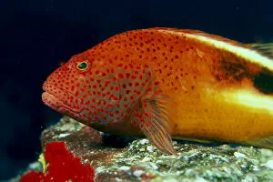 Images Dated 25th November 1998: Close-Up Side View Of Blackside Hawkfish (Paracirrhites Forsteri) Above Reef