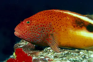 Close-Up Side View Of Blackside Hawkfish (Paracirrhites Forsteri) Above Reef Close-Up Side View Of Blackside Hawkfish (Paracirrhites Forsteri) Above Reef