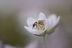 Close-Up Of Wasp Pollinating Eastern Spring Beauty Flower, Ontario, Canada Close-Up Of Wasp Pollinating Eastern Spring Beauty Flower, Ontario, Canada