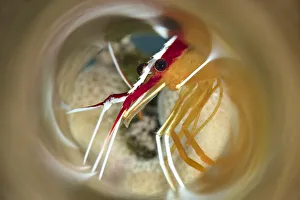 Close-up of a White Stripe Cleaner Shrimp, Hawaii, USA Close-up of a White Stripe Cleaner Shrimp, Hawaii, USA
