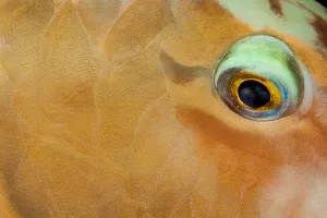 This close view of the eye and scale detail of a Pacific longnose parrotfish (Hipposcarus longiceps) This close view of the eye and scale detail of a Pacific longnose parrotfish (Hipposcarus longiceps)