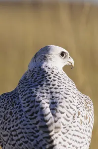 Close up view of back of Gyrfalcon in white color phase Close up view of back of Gyrfalcon in white color phase