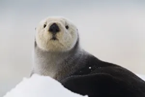 Close Up View Of A Sea Otter Hauled Out On Snow, Prince William Sound, Alaska Close Up View Of A Sea Otter Hauled Out On Snow, Prince William Sound, Alaska