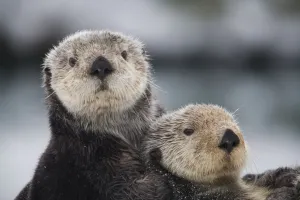 Close Up View Of Sea Otters Huddled Together, Prince William Sound, Southcentral Alaska Close Up View Of Sea Otters Huddled Together, Prince William Sound, Southcentral Alaska