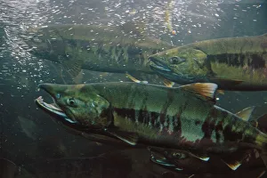 Closeup Of Chum Salmon Underwater @ Dipac Hatchery, Juneau Alaska Closeup Of Chum Salmon Underwater @ Dipac Hatchery, Juneau Alaska