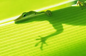 Closeup Of Outline Of A Green Lizard From Under A Leaf, Eye And Foot Over Edge Closeup Of Outline Of A Green Lizard From Under A Leaf, Eye And Foot Over Edge